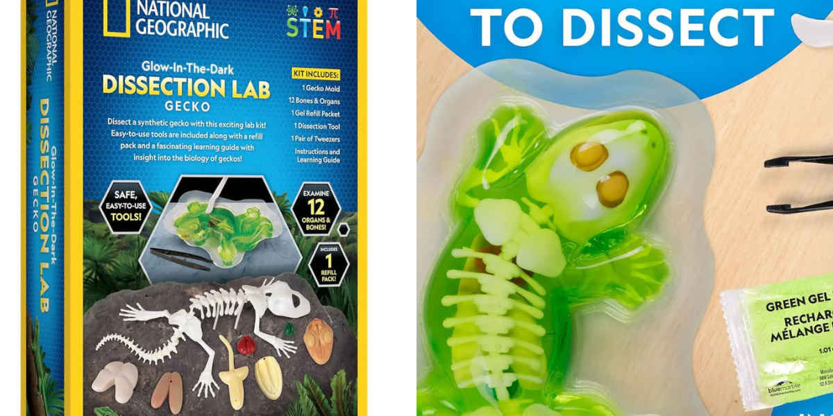 stem-toys-giai-phau-than-lan
