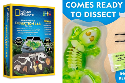 stem-toys-giai-phau-than-lan