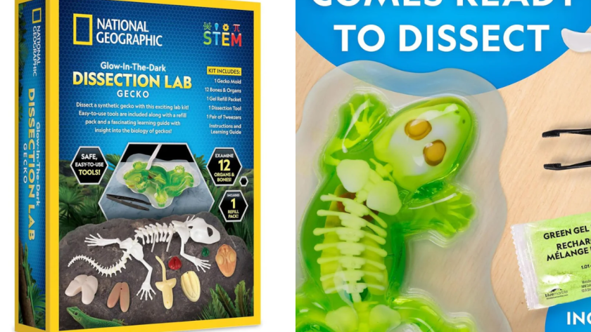 stem-toys-giai-phau-than-lan