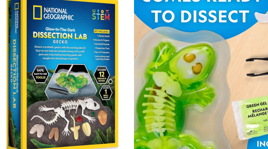 stem-toys-giai-phau-than-lan